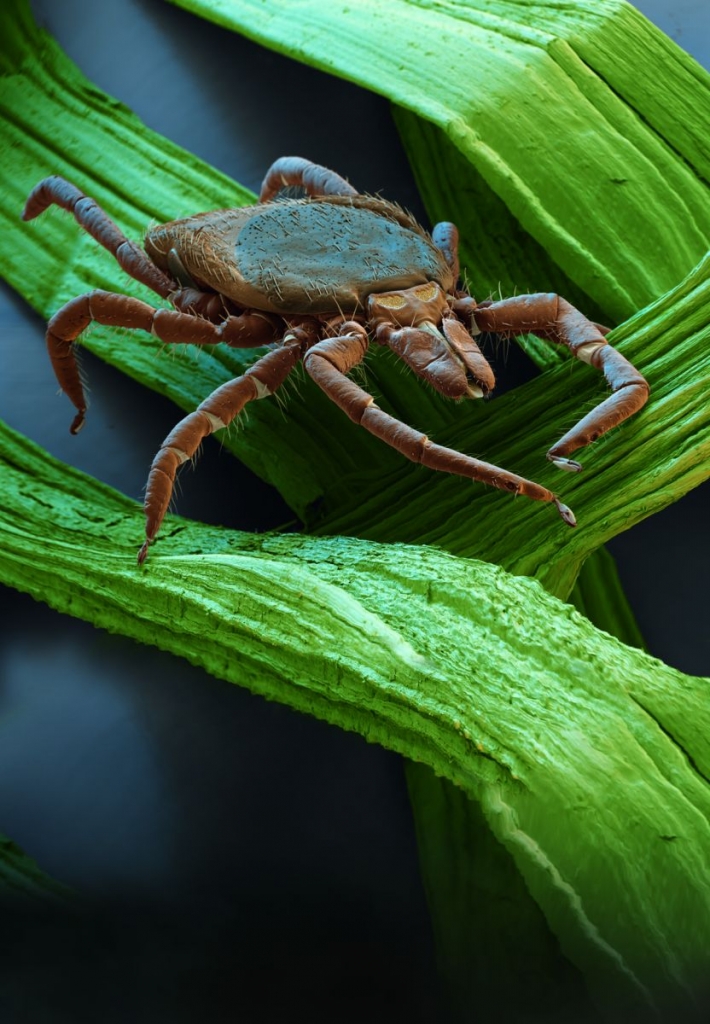 Ixodes ricinus фото